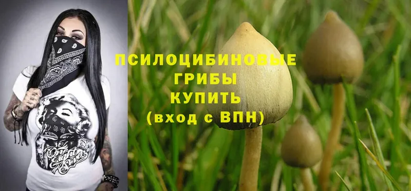 KRAKEN онион  Выкса  Галлюциногенные грибы Psilocybine cubensis 